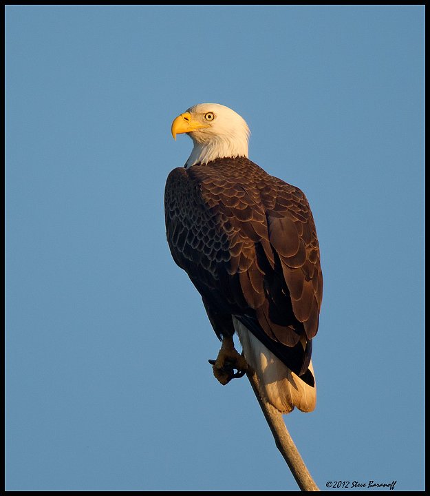 _2SB5726 american bald eagle.jpg